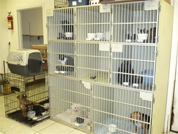 Comfortable boarding kennels