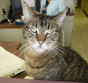 The clinic’s resident tabby cat