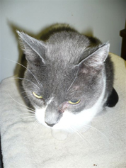 A feline patient
