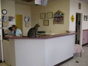 The Parkglen front desk, where the clinic cat greets visitors
